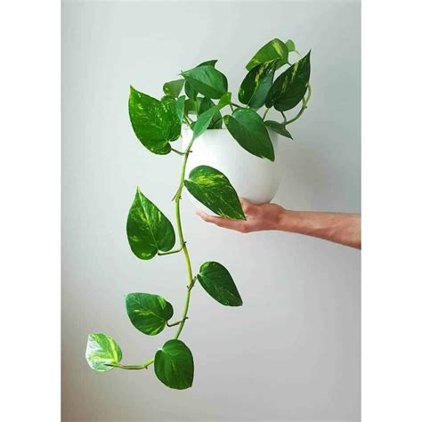 5 Gorgeous Indoor Vines To Grow In Your Home