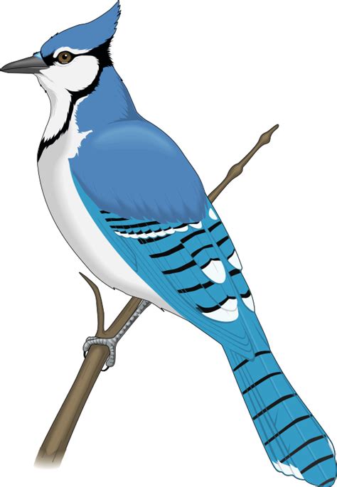 Bird 22 Free Vector / 4Vector