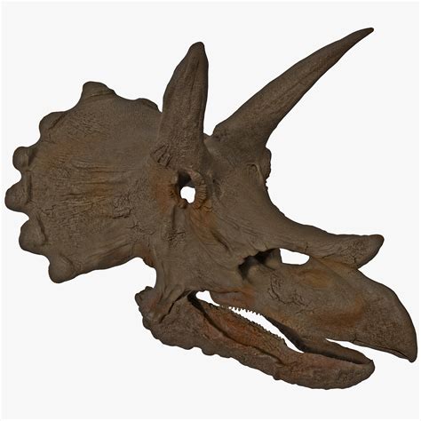 triceratops skull fossil c4d