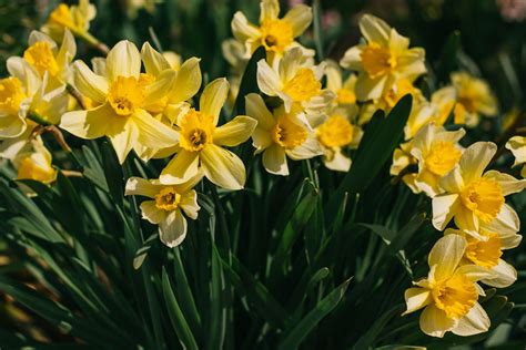 15 interesting facts about daffodils and narcissus - The Boston Bulb ...