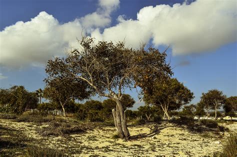 Download free photo of Tree,coppice,copse,forest,glade - from needpix.com