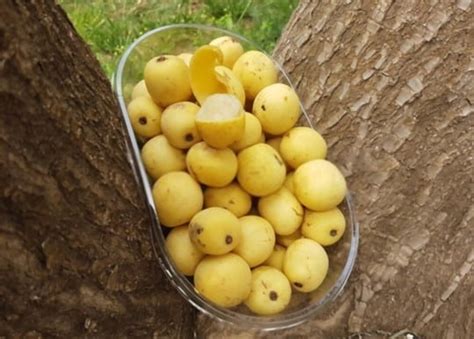 What Does Marula Fruit Taste Like? Does It Taste Good? | Americas Restaurant