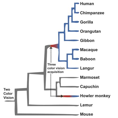 Macroevolution: Examples From The Primate World Learn, 56% OFF