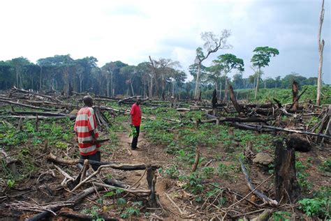 The fight against deforestation: Why are Congolese farmers clearing forest?