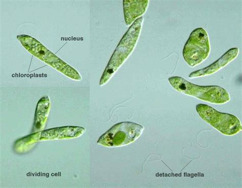 Protist Images: Euglena gracilis