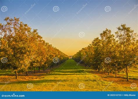 Pecan Tree Farm Orchard Rows of Young Pecan Trees Stock Image - Image of grove, beautiful: 202510733