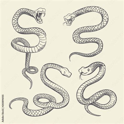 Hand drawing snake set. Wildlife snakes tattoo vector design isolated Stock Vector | Adobe Stock