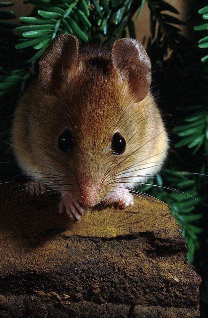 Golden mouse - Alchetron, The Free Social Encyclopedia