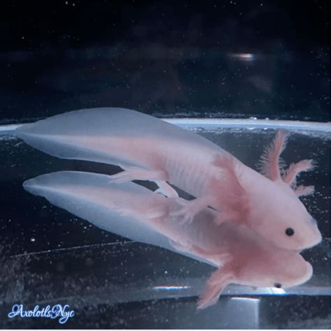 Leucistic Axolotl - Axolotls NYC