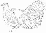Simple Pheasant Coloring Page  Free Printable Pages For Kids sketch template