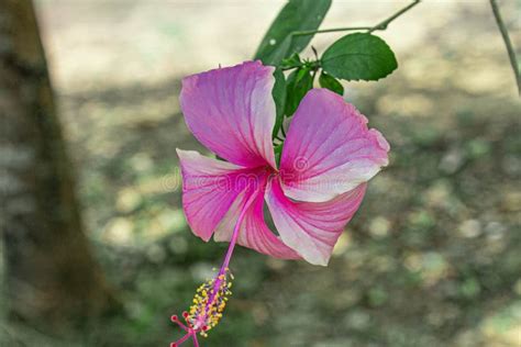 Bunga raya flower stock photo. Image of malaysia, raya - 189521256