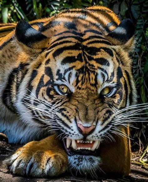 11230 best Tigers & Big Cats images on Pinterest | Big cats, Wild animals and Animal pictures