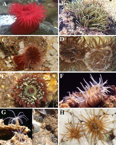 Actiniarian species used in the present experimental study. aActinia ...