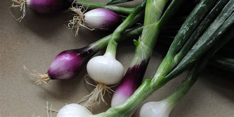 Spring Onion Recipes: Risotto, Tarts, Salads - Great British Chefs