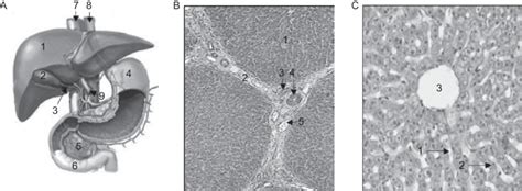 Liver. (A) Anatomy: liver and annexes (scheme): 1. Liver. 2.... | Download Scientific Diagram