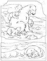 Polar Arctic Animals Coloring Pages Sketch Page sketch template