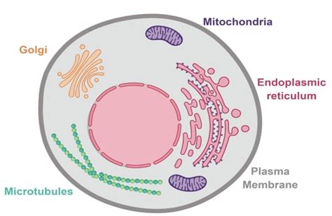 Dying to see what’s inside: Staining organelles | Proteintech Group