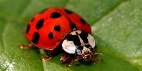 Ladybugs In Garden Good Or Bad | Fasci Garden