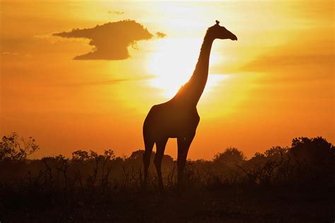 Giraffe Silhouette Sunset