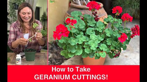 One Of The Best Info About How To Start Geranium Cuttings - Icecarpet