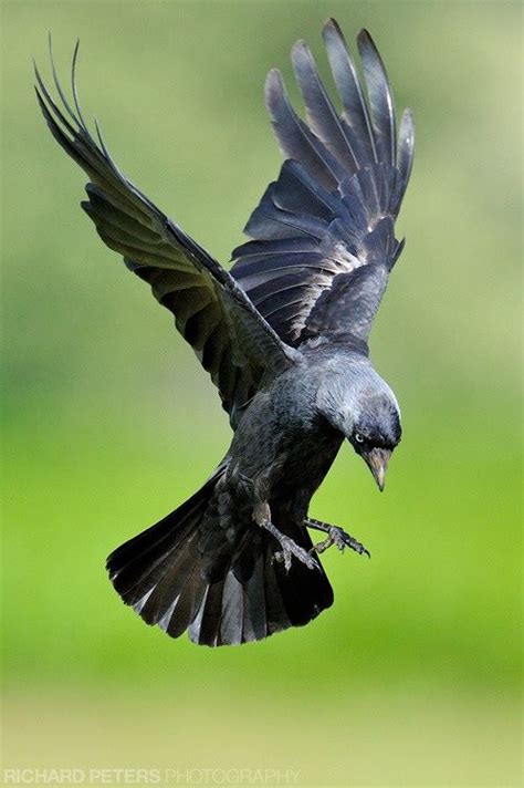 Jackdaw in Flight | Birds flying, Jackdaw, Pet birds