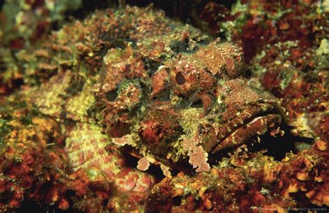 Camouflaged Stonefish- look close | Fish tank, Herbs, Fish