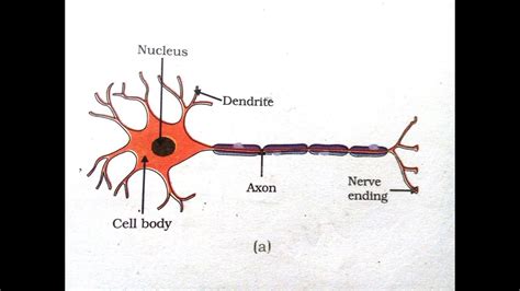 Diagram Of A Neuron - exatin.info