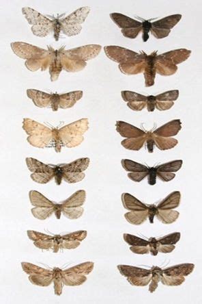 This picture shows the evolution of the Biston Betularia moth ...