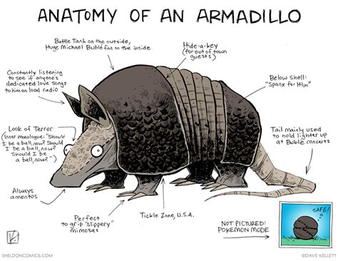 strip for May / 15 / 2015 - Anatomy of an Armadillo | Armadillo, Unusual animals, Silly animals