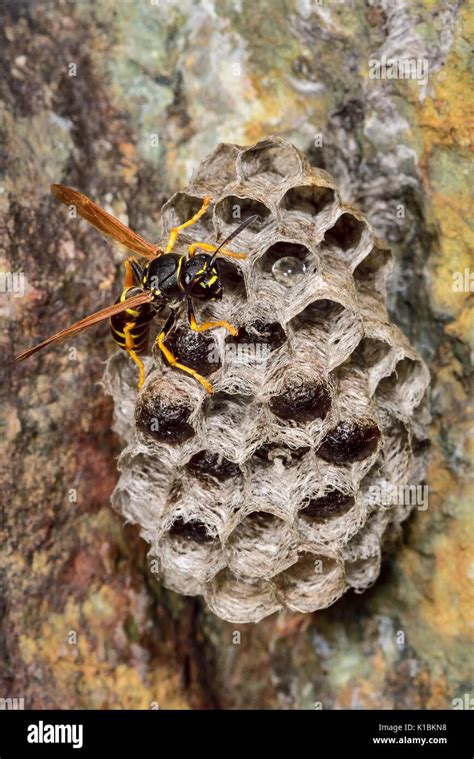 Common wasp nest attached to the rock wall Stock Photo - Alamy