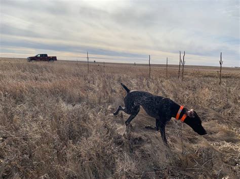 Pheasant Hunting: How to Get Started | GearJunkie