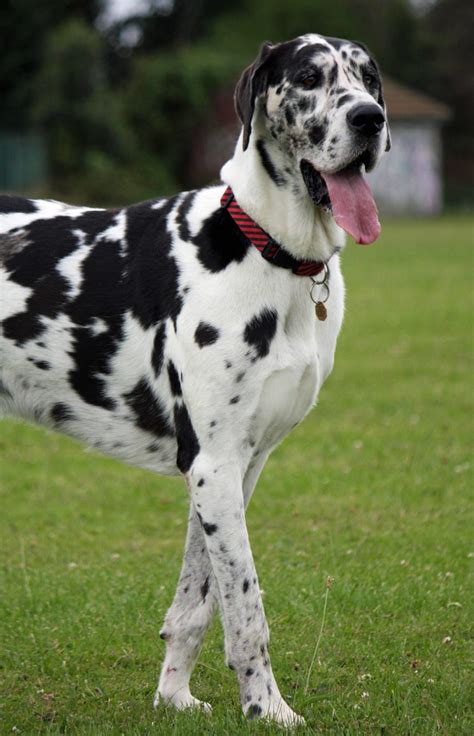 Great Dane - Breed Guide & Top Facts - Animal Corner