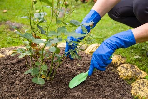 Growing Rose Trees: History, Planting, Caring & Pruning Tips