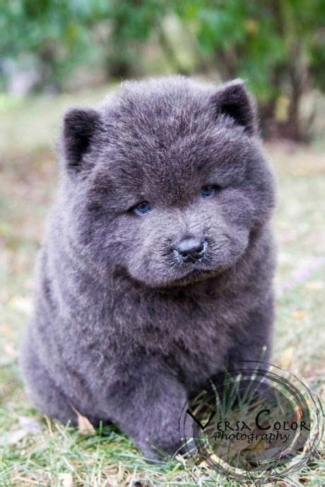 Stunning Blue Chow Chow puppy My goodness, that truly is the face of ...