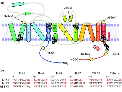 Figure 2 from Mechanisms of dopamine transporter regulation in normal and disease states ...