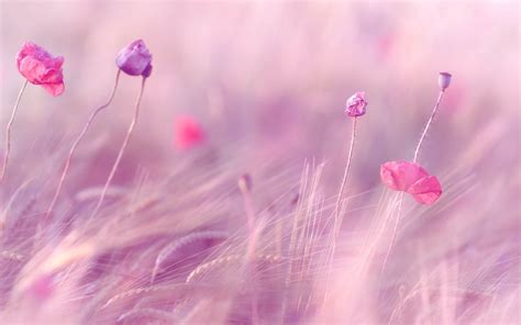 Pink and Purple Desktop Wallpaper - WallpaperSafari