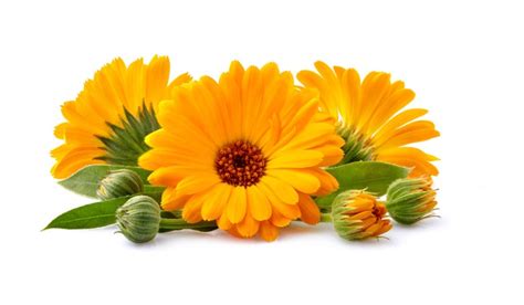 Calendula Flower: Facts, Benefits, Grow and Care, Uses