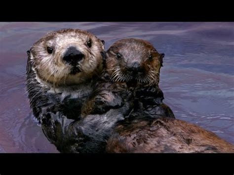 Sea Otters Hold Hands While They're Sleeping - The Dodo