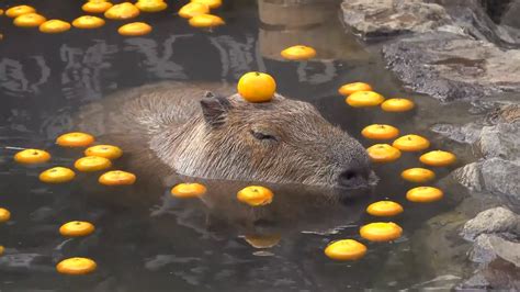 Should I make a capybara fursona? /gen | Fandom