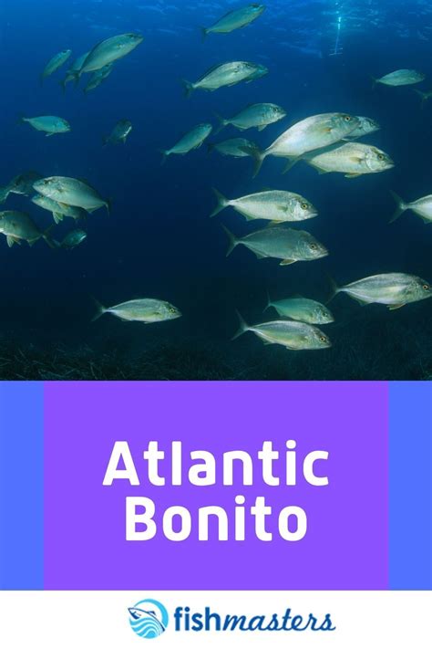 Atlantic Bonito | Bonito, Saltwater fishing, Atlantic