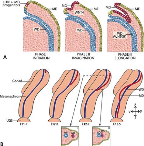 Figure 2 from Male Reproductive Tract Development & Function Embryonic Development and ...