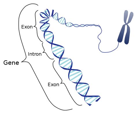 Difference Between Operon and Cistron | Compare the Difference Between Similar Terms