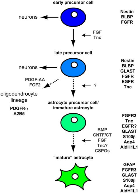 Differentiation of astrocytes during CNS development Schematic... | Download Scientific Diagram