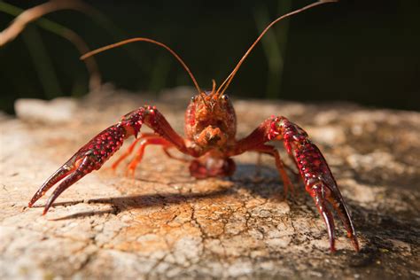 Red Swamp Crayfish – Can't Beat 'Em, Eat 'Em™