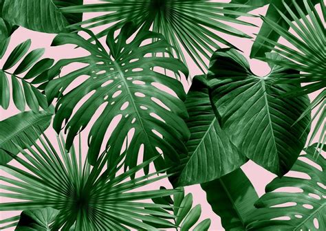 Green Tropical Leaves Desktop Wallpapers - Wallpaper Cave