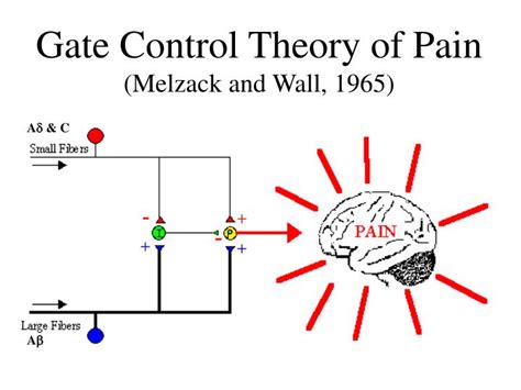 EXAMS AND ME : Gate Control Theory