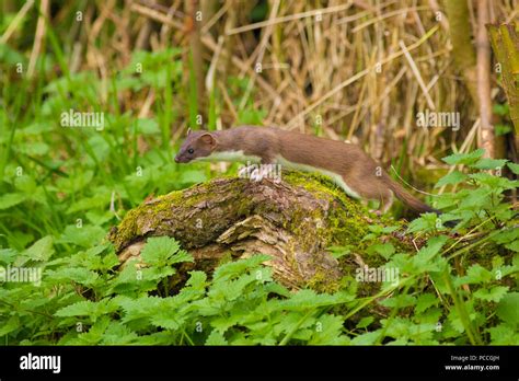 Stoat in uk hi-res stock photography and images - Alamy