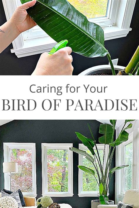 Bird of paradise plant care – Artofit