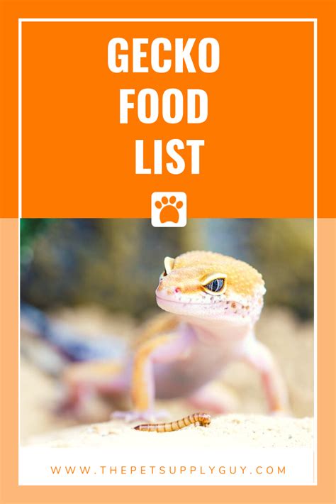 What do Geckos Like to Eat | Gecko food, Chia pet, Animals for kids