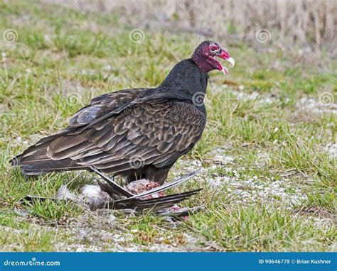 Turkey Vulture stock photo. Image of aura, avian, bird - 90646778